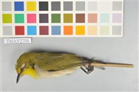 藏品(綠繡眼)的圖片